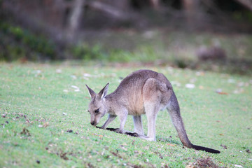 Östliches Graues Riesenkänguru (Macropus giganteus) © DirkR