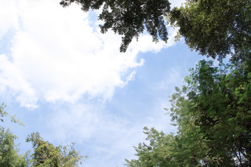 green leaves against blue sky