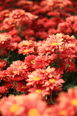 red chrysanthemum flowers background