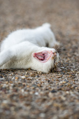 リラックスするのらねこ