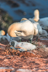 Gannet mother with its chick at Helgoland island in North Sea, G