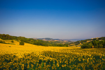 Campo di girasoli nei pressi di Ancona
