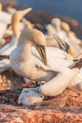 Gannet mother with its chick at Helgoland island in North Sea, G