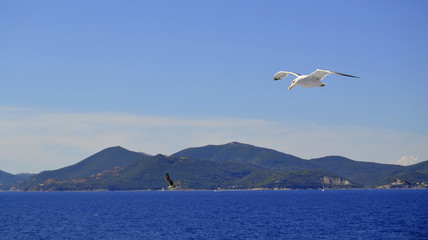 Fototapeta na wymiar gull and mediterranean sea