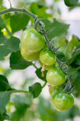 fresh red tomatoes still on the plant