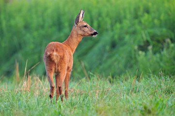 Roe deer