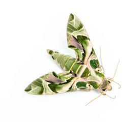 Fototapeta premium House moth