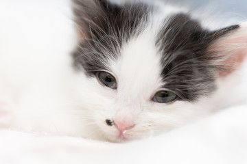 Katzenwelpe liegt im Bett