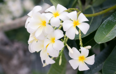 Frangipani flower texture and background.