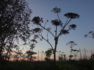 Темные силуэты растений на фоне синего неба поздним летним вечером