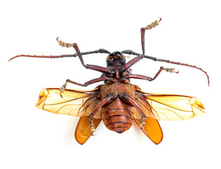 brown scarab beetle