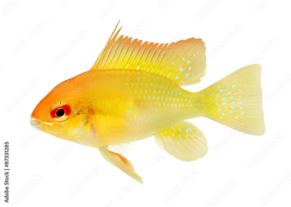 Canvas Prints aquarium fish golden ram dwarf cichlid mikrogeophagus ramirezi freshwater - Canvas Prints