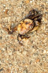 River crab on sand beach.
