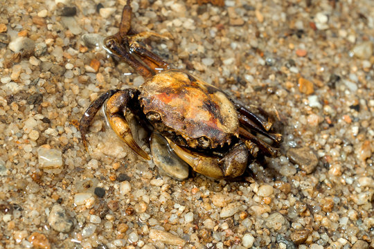 River crab on sand beach.