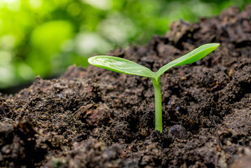 Young sprout
