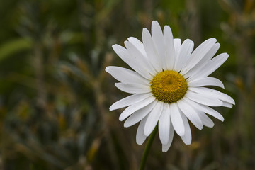 Blüte einer Margerite