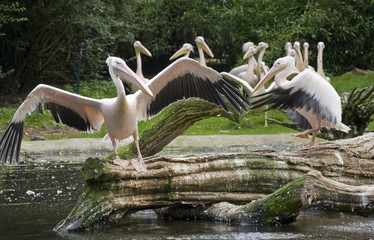 Turtelnde und spielende Pelikane