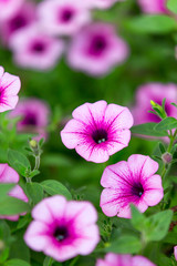 Fototapeta premium Buntes Blumenfeld