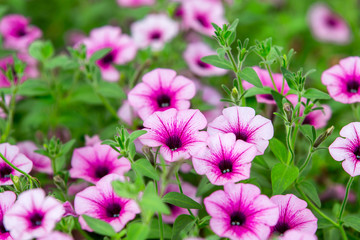 Obraz premium Buntes Blumenfeld