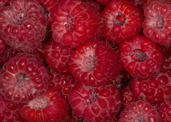 raspberry background