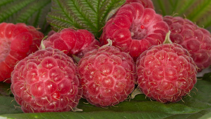 raspberry