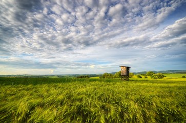 Spring field scenery
