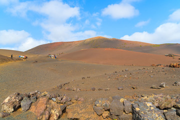 Volcano landscape of Timanfaya National Park with caravans of camels in distance, Lanzarote, Canary Islands, Spain