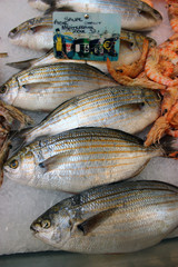 Salema Porgy - Sarpa Fish
