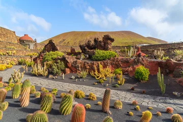 Deurstickers Tropical cactus garden in Guatiza village, Lanzarote, Canary Islands, Spain © pkazmierczak