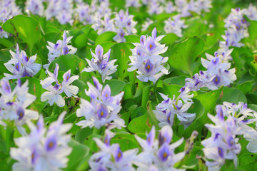 Water Hyacinth flowers