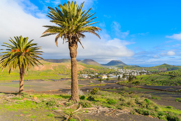 Fototapeta na wymiar Palm trees in Haria mountain village, Lanzarote, Canary Islands, Spain