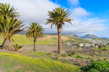 Fototapeta na wymiar Palm trees in Haria mountain village, Lanzarote, Canary Islands, Spain