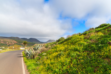 Fototapeta na wymiar Yellow spring flowers growing along road to Haria village, Lanzarote island, Spain