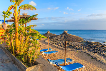 Banana tree and row of sunbeds with umbrellas on Playa Blanca beach at sunset time, Lanzarote,...
