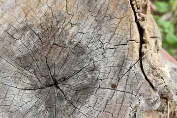 Tree Lumber Closeup
