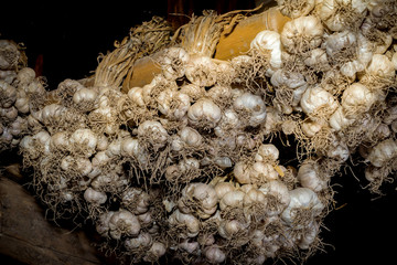 Still life with garlics