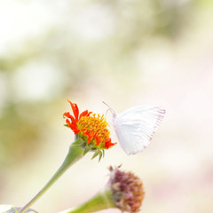 Butterfly on Zinnia flower