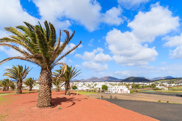 Palm trees on red volcanic soil in Uga village, Lanzarote, Canary Islands, Spain