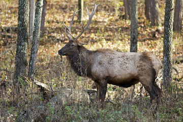 elk stag strikes a pose in a wooded area
