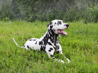 Dalmatian dog lying on green grass