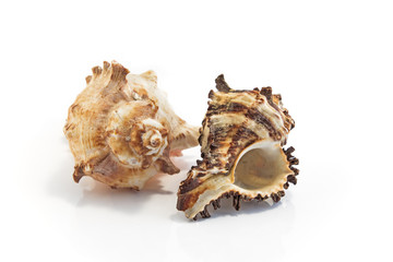 Sea shells isolated on white
