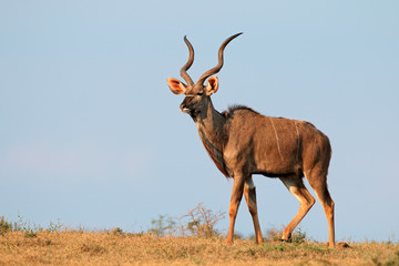 Naklejka na ściany i meble Male kudu antelope (Tragelaphus strepsiceros) against a blue sky, South Africa