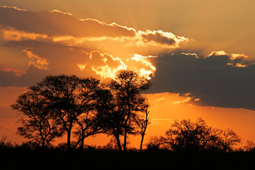 Fototapeta na wymiar Sunset with silhouetted African savanna trees, Kruger National park, South Africa
