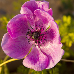 Large pink flower anemone in the garden, closeup
