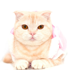 Scottish Fold cat