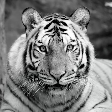 black and white tiger