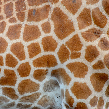 Real Giraffe skin