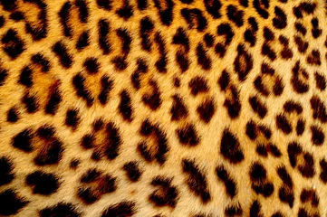 Zelfklevend Fotobehang Panter Echte jaguarhuid
