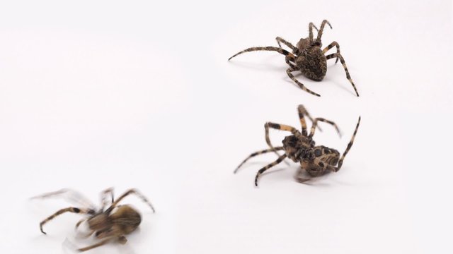 macro Spiders on a white background stand up and lie still diverge on both sides