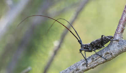 Spotted Pine Sawyer Beetle on Branch (Monochamus clamator)